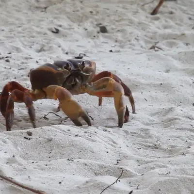 Симиланские острова экскурсия на 2 дня - миниатюра 5