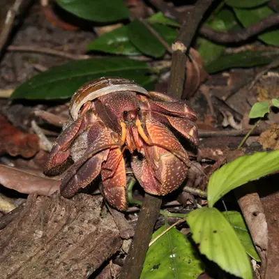 Симиланские острова экскурсия на 2 дня - миниатюра 8