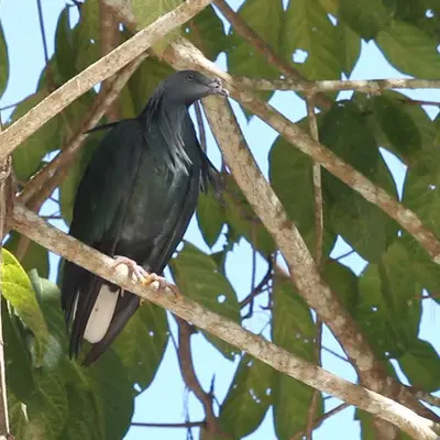 Симиланские острова экскурсия на 2 дня - миниатюра 9