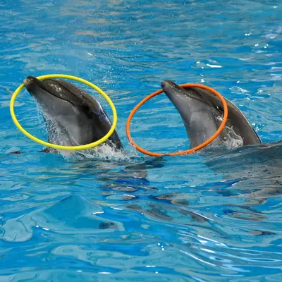 Пара дельфинов на шоу