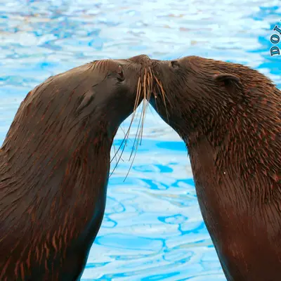 Пара морских котиков