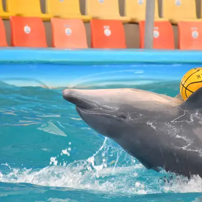Дельфин с мячом
