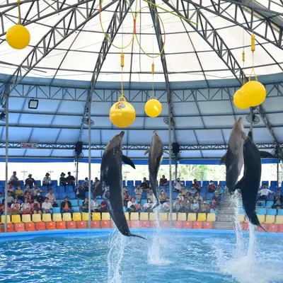 Дельфины на шоу Немо