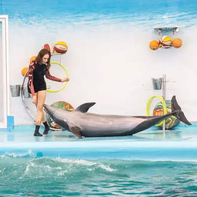 Дельфин выступает на шоу