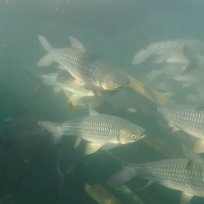 Рыбы в озере Чео Лан