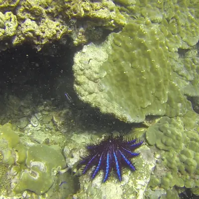 Дайвинг на Пхукете - миниатюра 4