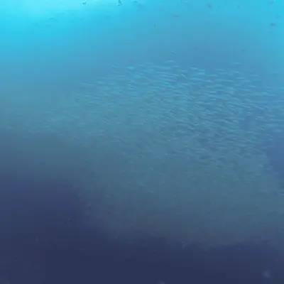 Дайвинг на Пхукете - миниатюра 7