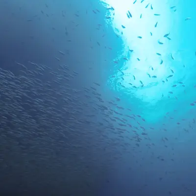 Дайвинг на Пхукете - миниатюра 8