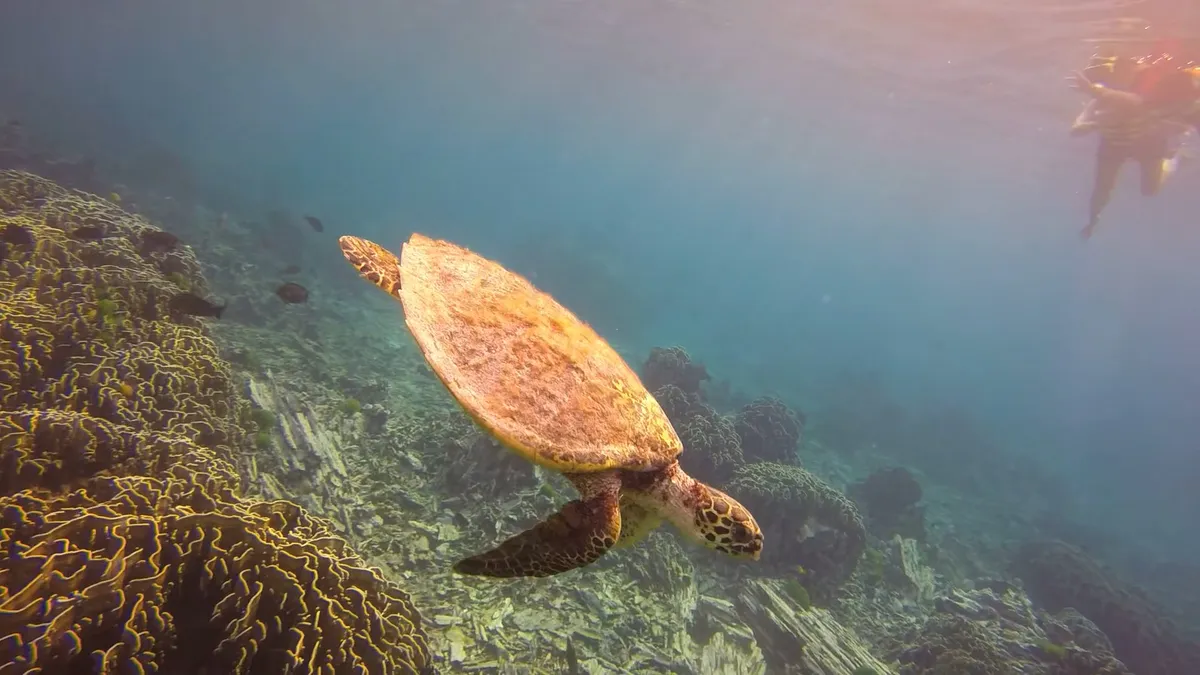 Черепаха под водой на симиланских островах