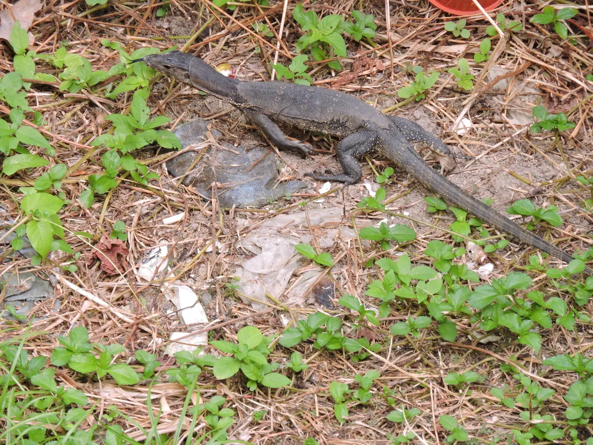 Фото молодого варана